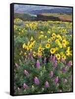 Balsam Root Meadow with Lupine, Columbia River Gorge, Oregon, USA-Jamie & Judy Wild-Framed Stretched Canvas