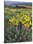 Balsam Root Meadow with Lupine, Columbia River Gorge, Oregon, USA-Jamie & Judy Wild-Stretched Canvas