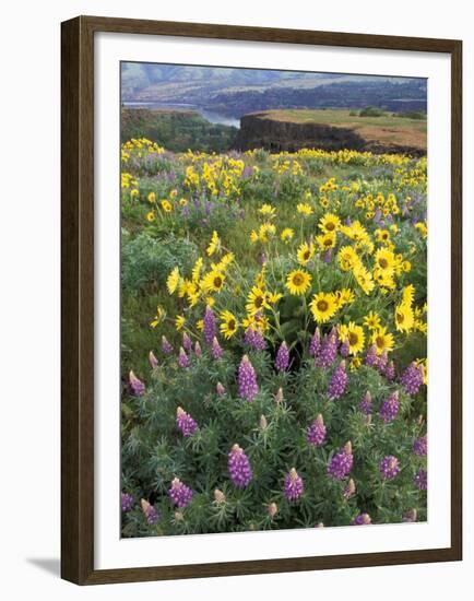Balsam Root Meadow with Lupine, Columbia River Gorge, Oregon, USA-Jamie & Judy Wild-Framed Premium Photographic Print