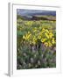 Balsam Root Meadow with Lupine, Columbia River Gorge, Oregon, USA-Jamie & Judy Wild-Framed Premium Photographic Print