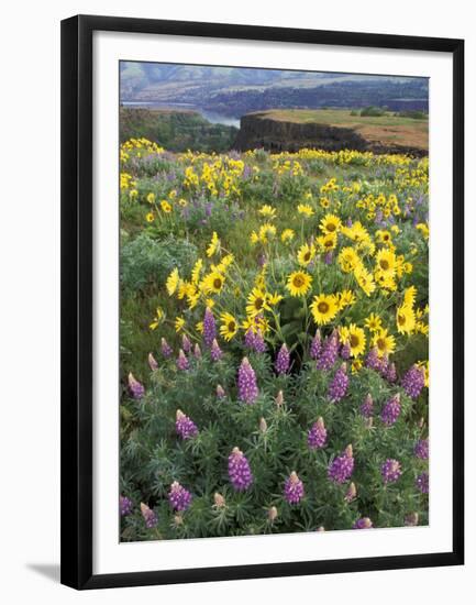 Balsam Root Meadow with Lupine, Columbia River Gorge, Oregon, USA-Jamie & Judy Wild-Framed Premium Photographic Print