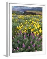 Balsam Root Meadow with Lupine, Columbia River Gorge, Oregon, USA-Jamie & Judy Wild-Framed Premium Photographic Print