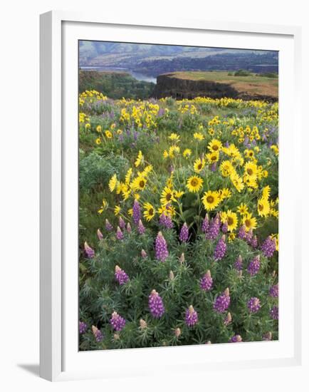 Balsam Root Meadow with Lupine, Columbia River Gorge, Oregon, USA-Jamie & Judy Wild-Framed Premium Photographic Print