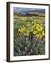 Balsam Root Meadow with Lupine, Columbia River Gorge, Oregon, USA-Jamie & Judy Wild-Framed Premium Photographic Print