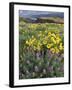 Balsam Root Meadow with Lupine, Columbia River Gorge, Oregon, USA-Jamie & Judy Wild-Framed Premium Photographic Print