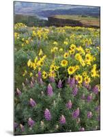 Balsam Root Meadow with Lupine, Columbia River Gorge, Oregon, USA-Jamie & Judy Wild-Mounted Premium Photographic Print