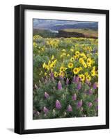 Balsam Root Meadow with Lupine, Columbia River Gorge, Oregon, USA-Jamie & Judy Wild-Framed Photographic Print