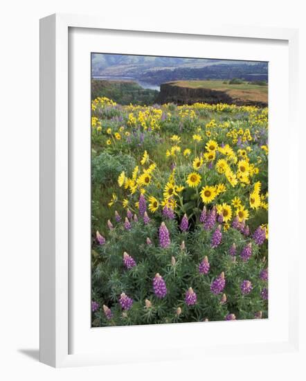 Balsam Root Meadow with Lupine, Columbia River Gorge, Oregon, USA-Jamie & Judy Wild-Framed Photographic Print