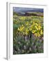 Balsam Root Meadow with Lupine, Columbia River Gorge, Oregon, USA-Jamie & Judy Wild-Framed Photographic Print