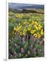 Balsam Root Meadow with Lupine, Columbia River Gorge, Oregon, USA-Jamie & Judy Wild-Framed Photographic Print