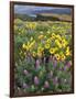 Balsam Root Meadow with Lupine, Columbia River Gorge, Oregon, USA-Jamie & Judy Wild-Framed Photographic Print