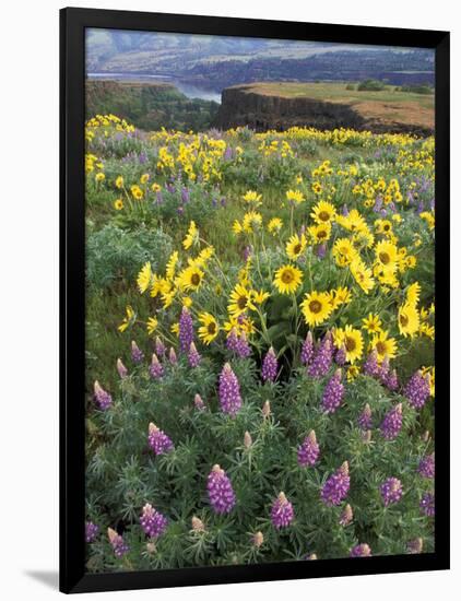 Balsam Root Meadow with Lupine, Columbia River Gorge, Oregon, USA-Jamie & Judy Wild-Framed Photographic Print