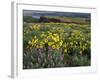 Balsam Root Meadow with Lupine, Columbia River Gorge, Oregon, USA-Jamie & Judy Wild-Framed Photographic Print