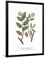 Balsami Occidentalis-The Vintage Collection-Framed Giclee Print