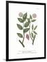 Balsami Occidentalis-The Vintage Collection-Framed Giclee Print