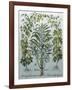 Balsamina Foemina-Besler Basilius-Framed Giclee Print