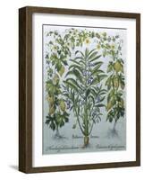 Balsamina Foemina-Besler Basilius-Framed Giclee Print