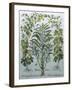 Balsamina Foemina-Besler Basilius-Framed Giclee Print