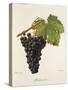 Balsamina Grape-J. Troncy-Stretched Canvas