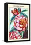 Balsamine Double Camelia-null-Framed Stretched Canvas