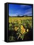 Balsamroot Along the Rocky Mountain Front, Waterton Lakes National Park, Alberta, Canada-Chuck Haney-Framed Stretched Canvas