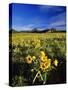 Balsamroot Along the Rocky Mountain Front, Waterton Lakes National Park, Alberta, Canada-Chuck Haney-Stretched Canvas