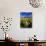 Balsamroot Along the Rocky Mountain Front, Waterton Lakes National Park, Alberta, Canada-Chuck Haney-Stretched Canvas displayed on a wall