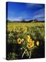 Balsamroot Along the Rocky Mountain Front, Waterton Lakes National Park, Alberta, Canada-Chuck Haney-Stretched Canvas