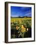 Balsamroot Along the Rocky Mountain Front, Waterton Lakes National Park, Alberta, Canada-Chuck Haney-Framed Photographic Print