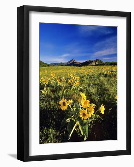 Balsamroot Along the Rocky Mountain Front, Waterton Lakes National Park, Alberta, Canada-Chuck Haney-Framed Photographic Print