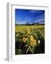 Balsamroot Along the Rocky Mountain Front, Waterton Lakes National Park, Alberta, Canada-Chuck Haney-Framed Photographic Print