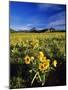 Balsamroot Along the Rocky Mountain Front, Waterton Lakes National Park, Alberta, Canada-Chuck Haney-Mounted Photographic Print