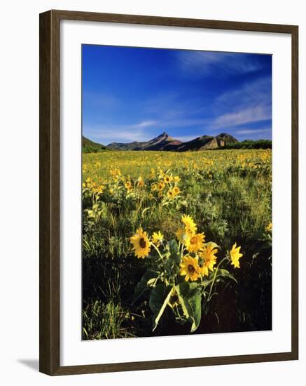 Balsamroot Along the Rocky Mountain Front, Waterton Lakes National Park, Alberta, Canada-Chuck Haney-Framed Photographic Print