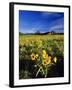 Balsamroot Along the Rocky Mountain Front, Waterton Lakes National Park, Alberta, Canada-Chuck Haney-Framed Photographic Print