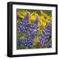 Balsamroot and Lupine 4-Don Paulson-Framed Giclee Print