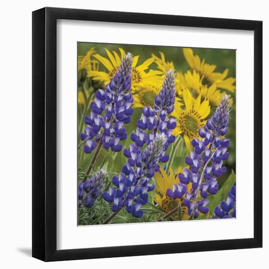 Balsamroot and Lupine 4-Don Paulson-Framed Giclee Print