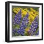 Balsamroot and Lupine 4-Don Paulson-Framed Giclee Print
