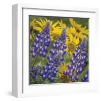 Balsamroot and Lupine 4-Don Paulson-Framed Giclee Print