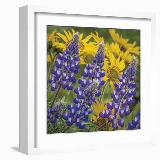 Balsamroot and Lupine 4-Don Paulson-Framed Giclee Print