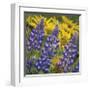 Balsamroot and Lupine 4-Don Paulson-Framed Giclee Print