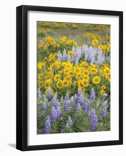 Balsamroot and Lupine 6-Don Paulson-Framed Giclee Print