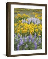 Balsamroot and Lupine 6-Don Paulson-Framed Giclee Print
