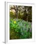 Balsamroot and Lupine flowers blooming in a forest, Tom McCall Nature Preserve, Columbia River G...-null-Framed Photographic Print