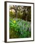 Balsamroot and Lupine flowers blooming in a forest, Tom McCall Nature Preserve, Columbia River G...-null-Framed Photographic Print