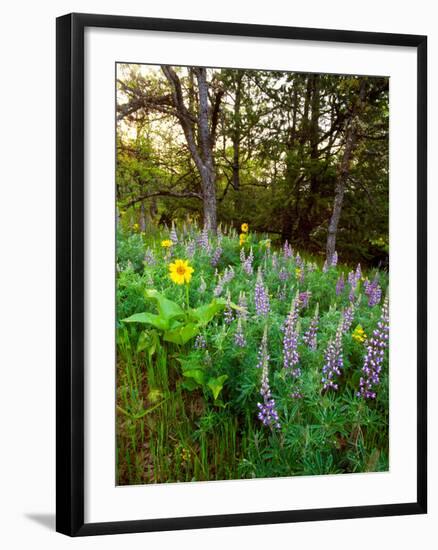 Balsamroot and Lupine flowers blooming in a forest, Tom McCall Nature Preserve, Columbia River G...-null-Framed Photographic Print