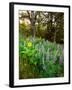 Balsamroot and Lupine flowers blooming in a forest, Tom McCall Nature Preserve, Columbia River G...-null-Framed Photographic Print