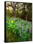 Balsamroot and Lupine flowers blooming in a forest, Tom McCall Nature Preserve, Columbia River G...-null-Framed Stretched Canvas