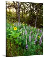 Balsamroot and Lupine flowers blooming in a forest, Tom McCall Nature Preserve, Columbia River G...-null-Stretched Canvas