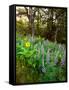 Balsamroot and Lupine flowers blooming in a forest, Tom McCall Nature Preserve, Columbia River G...-null-Framed Stretched Canvas