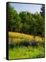 Balsamroot and Lupine flowers blooming in a forest, Tom McCall Nature Preserve, Columbia River G...-null-Framed Stretched Canvas